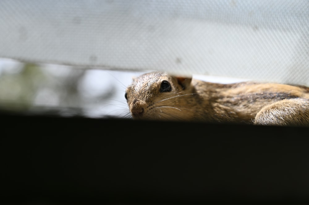 a close up of a squirrel looking out a window