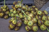 A large pile of green and brown round fruits or vegetables with thick stems is arranged on the ground. The fruits have a glossy appearance, indicating ripeness, and are clustered closely together. A woven basket is partially visible in the background, along with wooden planks and a concrete surface.