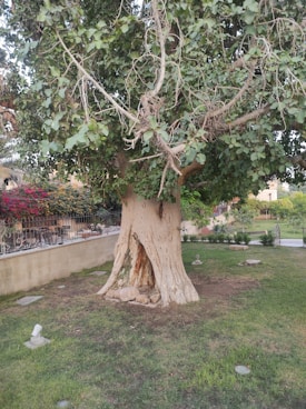 A large, old tree with a thick trunk and numerous branches. The tree is covered with lush green leaves and is situated in a garden environment. Surrounding the tree are well-maintained grass and some small stone markers. A low stone wall can be seen in the background, alongside various plants and flowers.