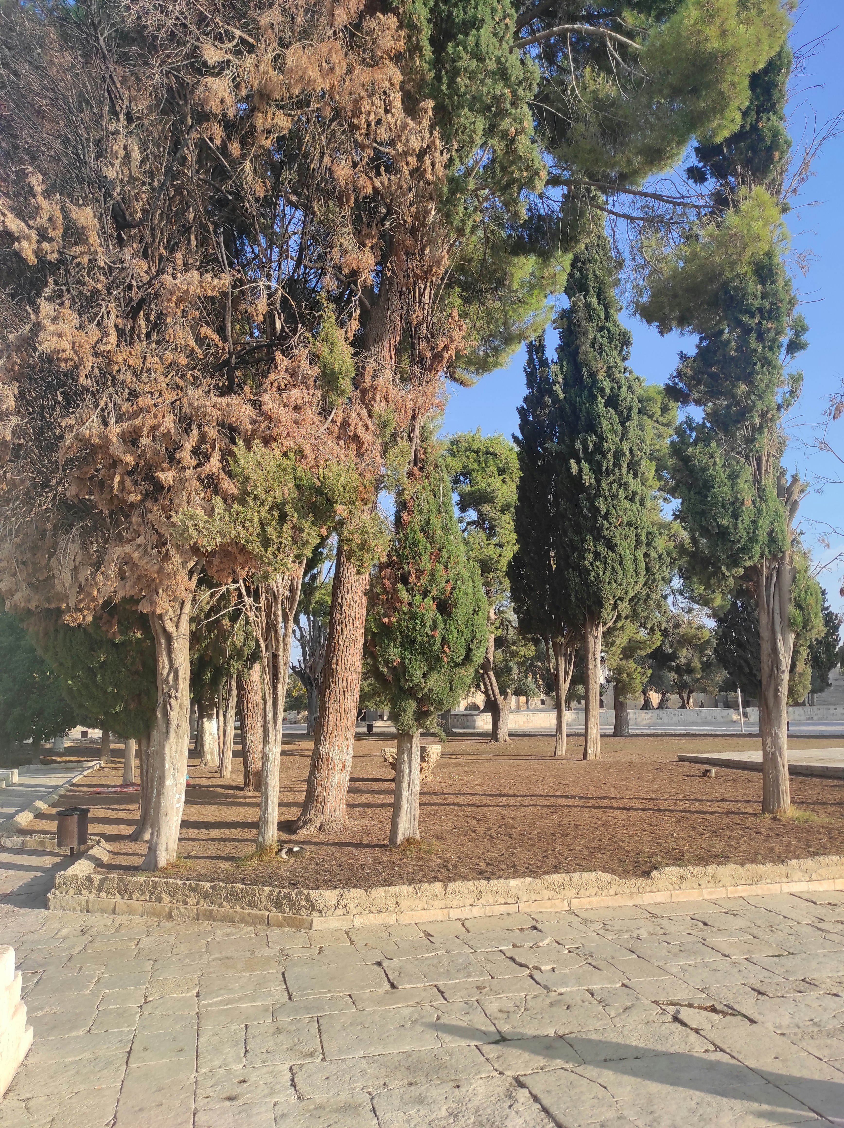 Un área de parque con bancos, árboles y tierra