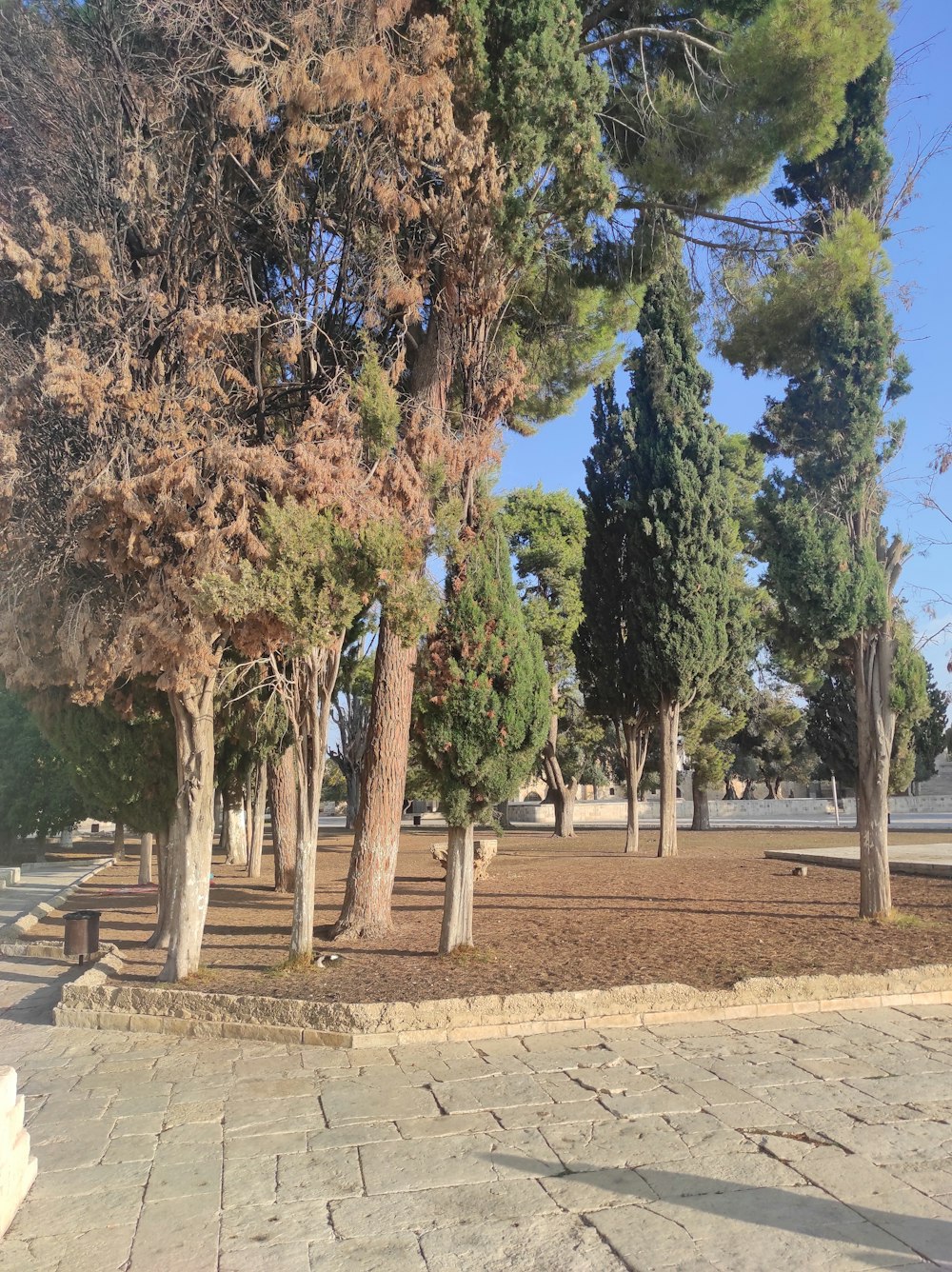 a park area with benches, trees, and dirt