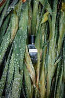 A dark glass perfume bottle sits nestled among long green leaves covered in water droplets, creating a fresh and natural aesthetic.