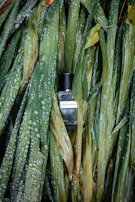 A crystal-clear bottle of refreshing facial mist surrounded by dewy green leaves.