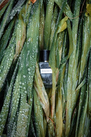 A dark glass perfume bottle sits nestled among long green leaves covered in water droplets, creating a fresh and natural aesthetic.