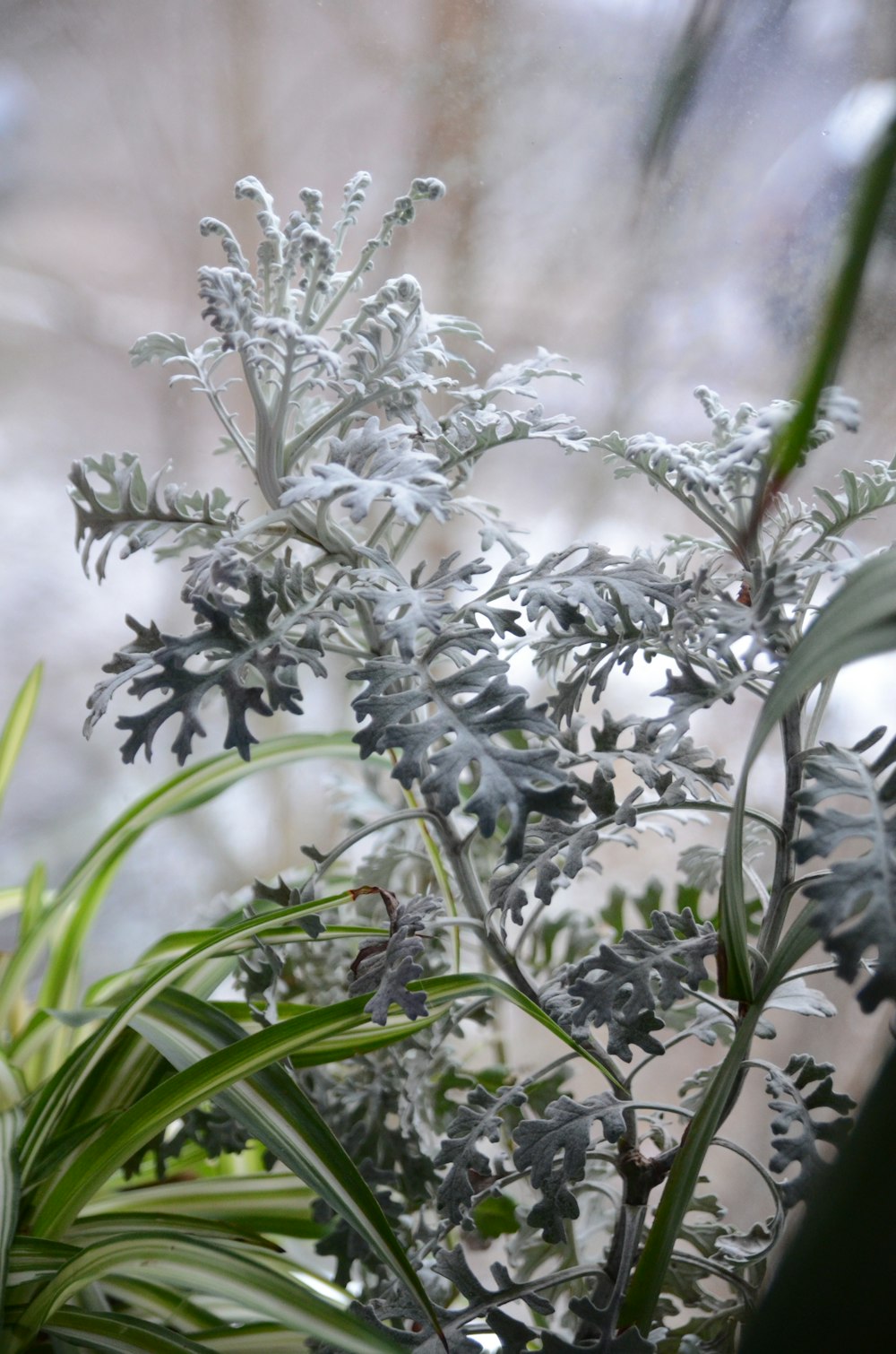 a close up of a plant with snow on it