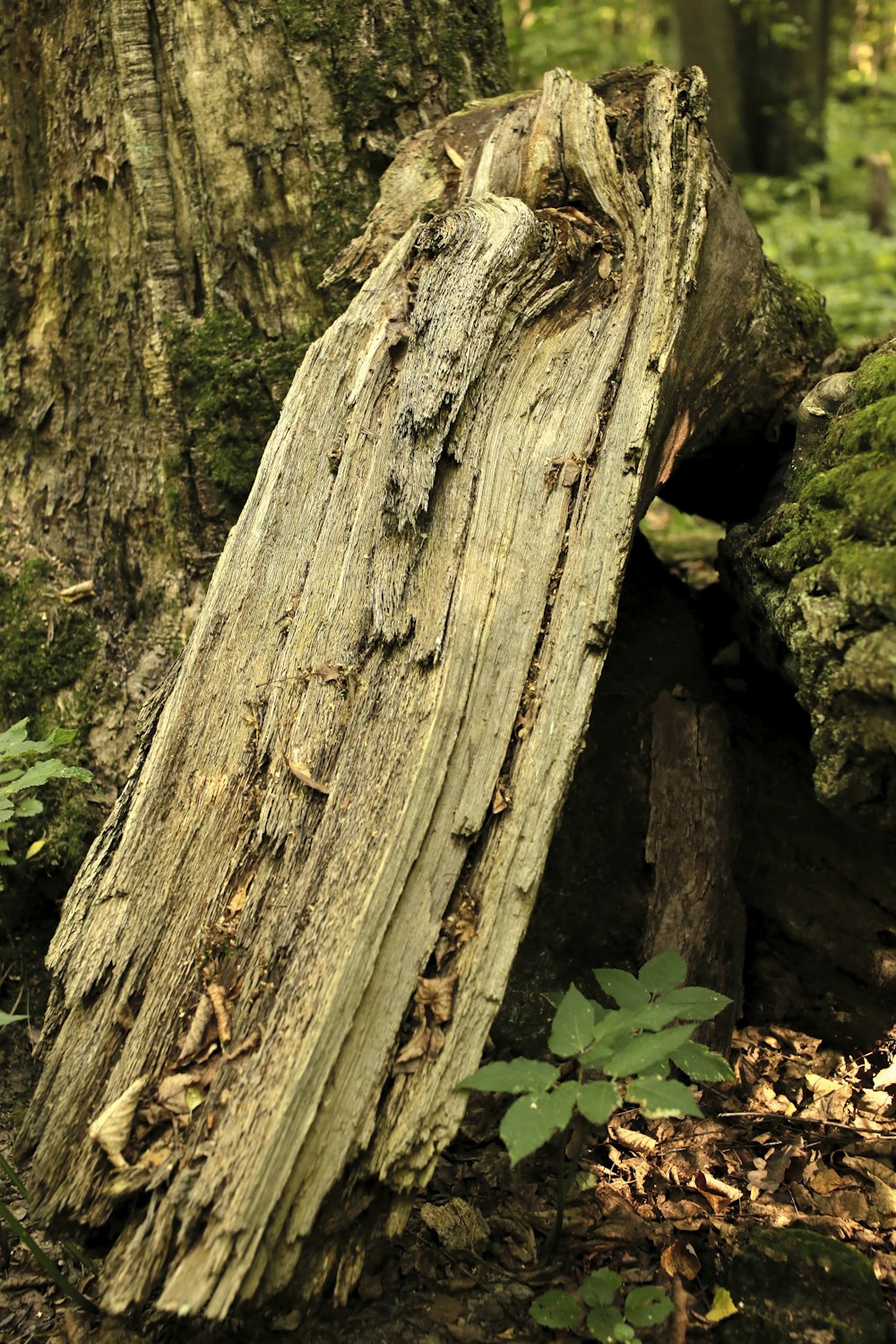 a large tree stump in the middle of a forest