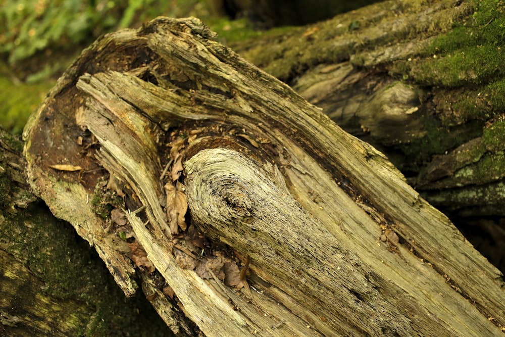 a close up of a tree trunk with moss growing on it