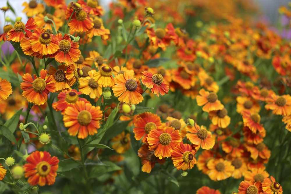 a bunch of orange and yellow flowers in a field