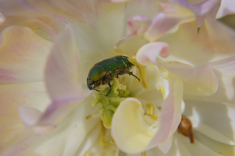 a green bug sitting on top of a white flower