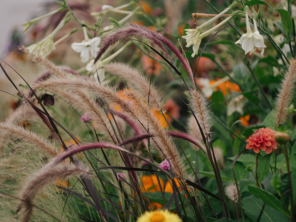 a bunch of flowers that are in the grass