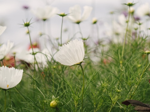 White flowers with delicate petals stand amidst green stems and leaves. The foreground features a prominent flower in focus, while others gently blur into the background, creating a serene and harmonious natural scene.