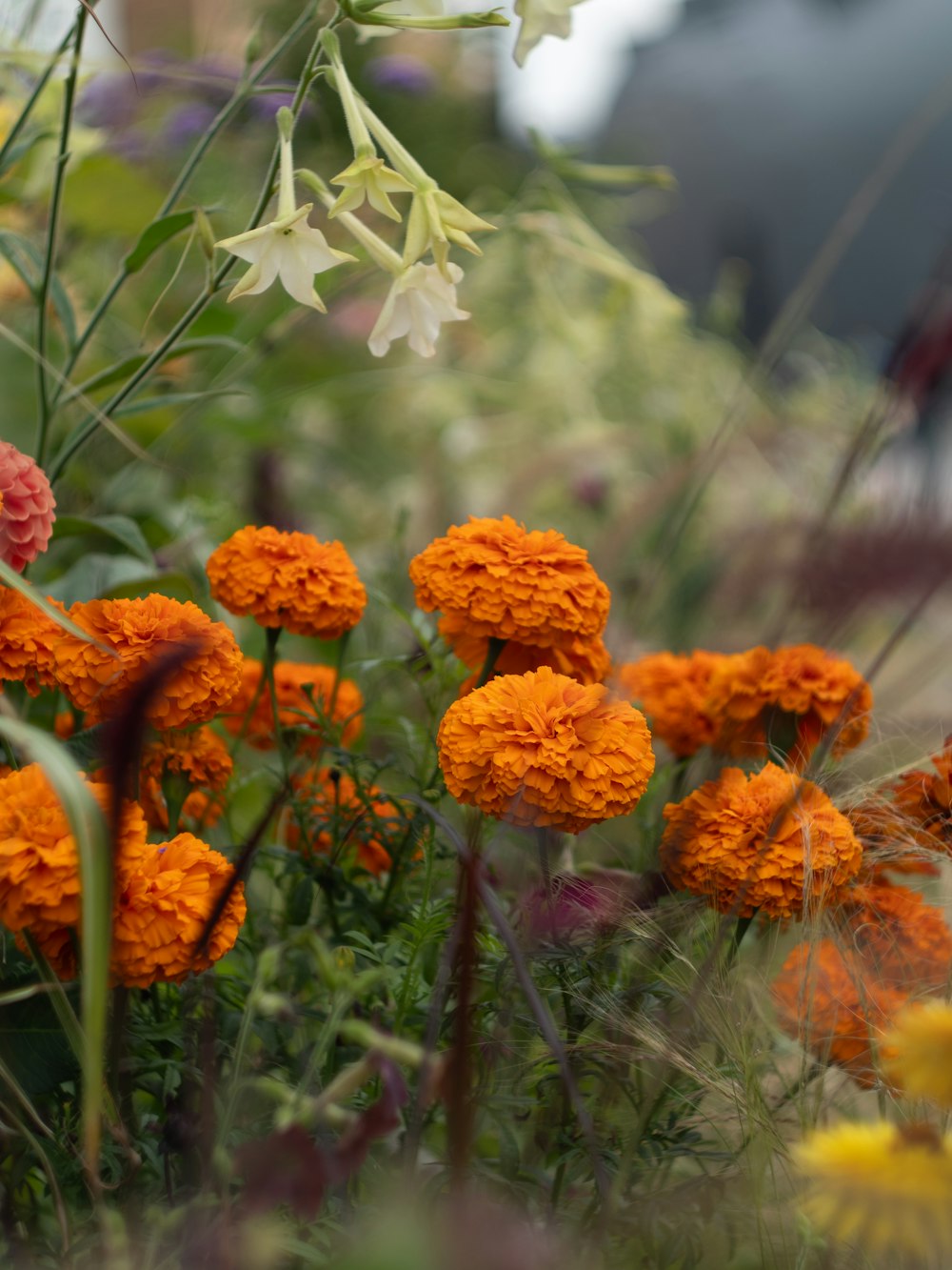 a bunch of flowers that are in the grass