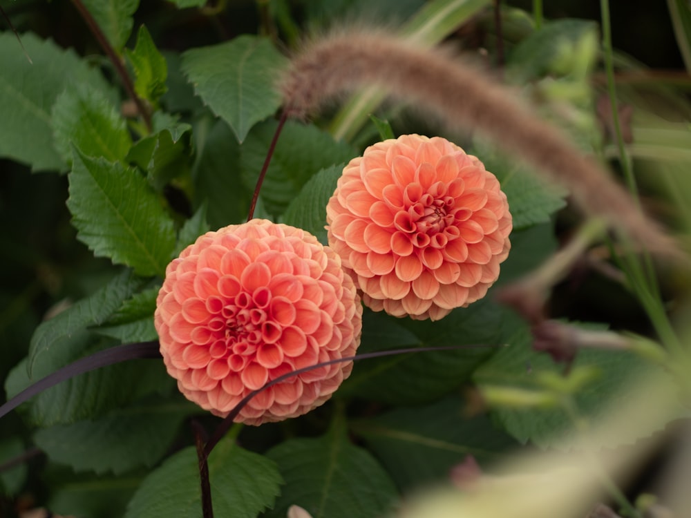 two orange flowers with green leaves in the background