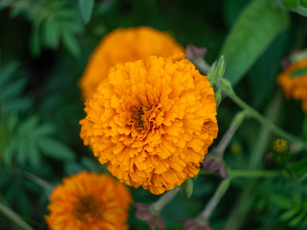 a close up of a yellow flower in a field