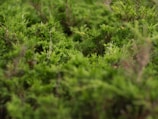 Close-up of healthy shrubs with deep green leaves, showing careful pruning and care.