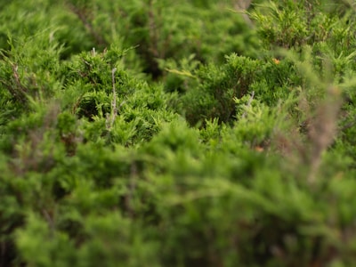 Close-up of healthy shrubs with deep green leaves, showing careful pruning and care.
