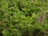Close-up of lush green shrubs thriving in a well-nourished garden bed.