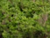 Close-up of lush green shrubs thriving in a well-nourished garden bed.