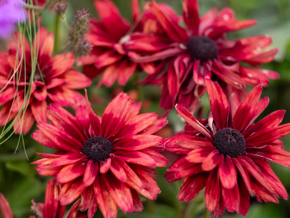 a close up of a bunch of red flowers