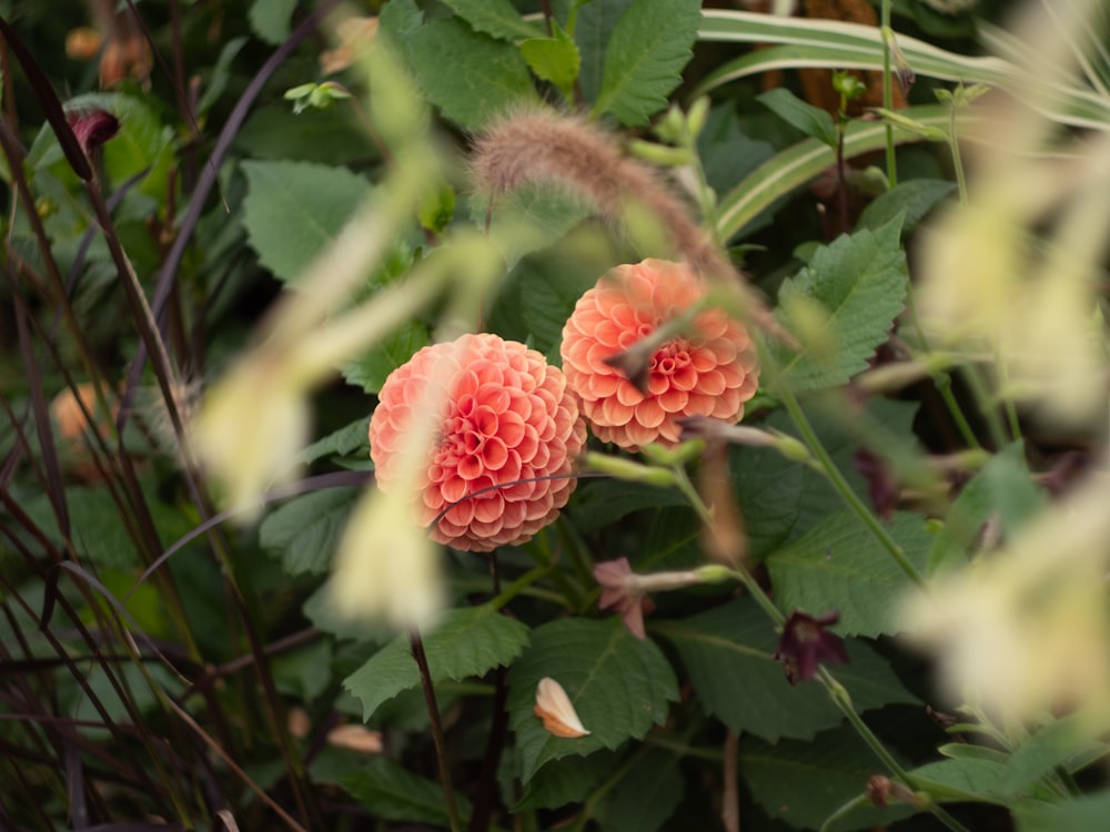 a couple of pink flowers sitting on top of a lush green field