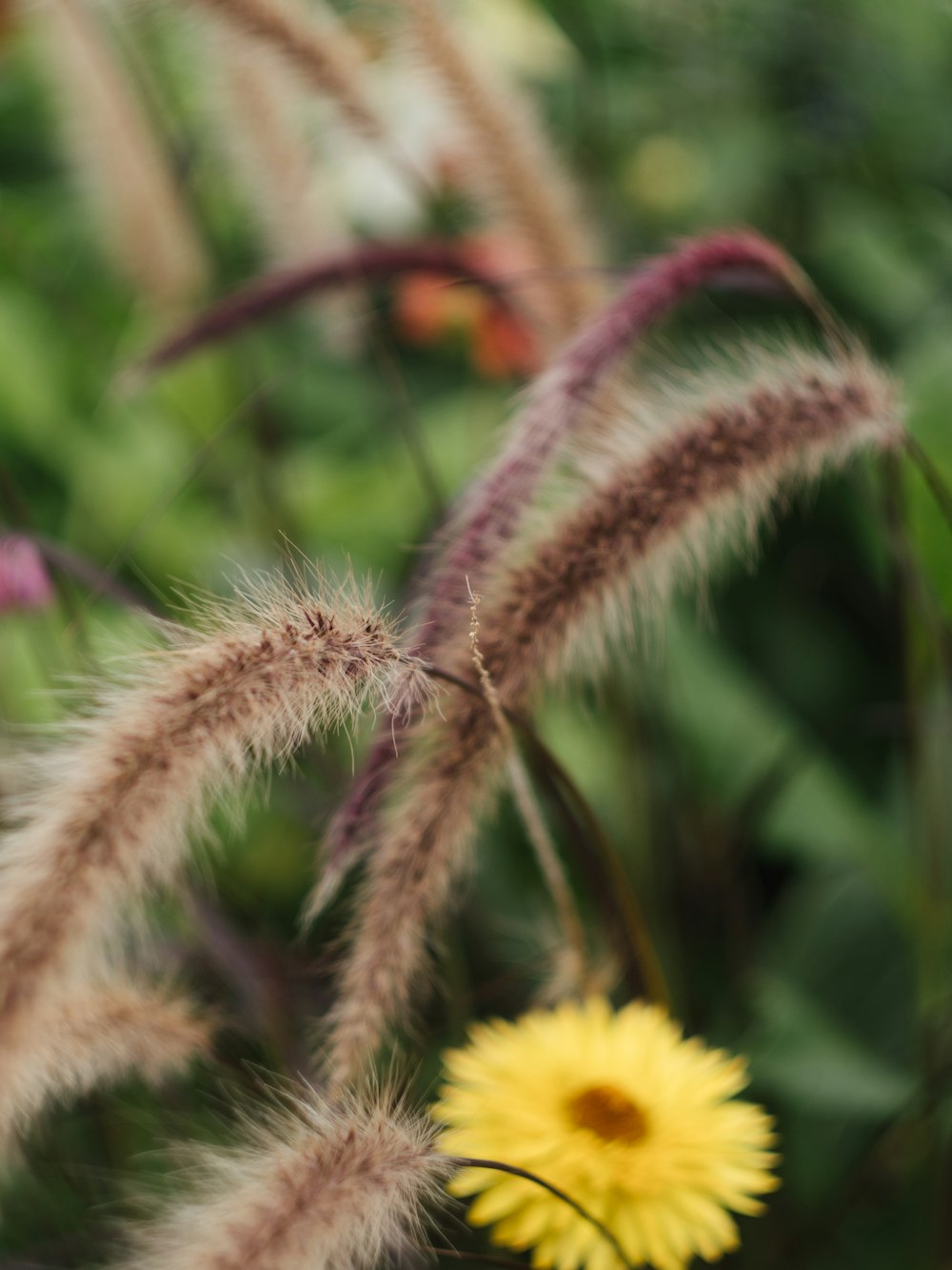 a close up of a yellow flower near some grass