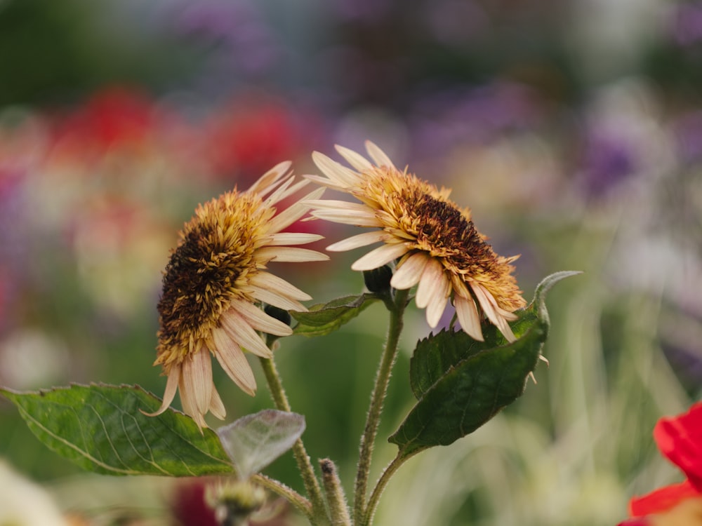 a couple of flowers that are in a field