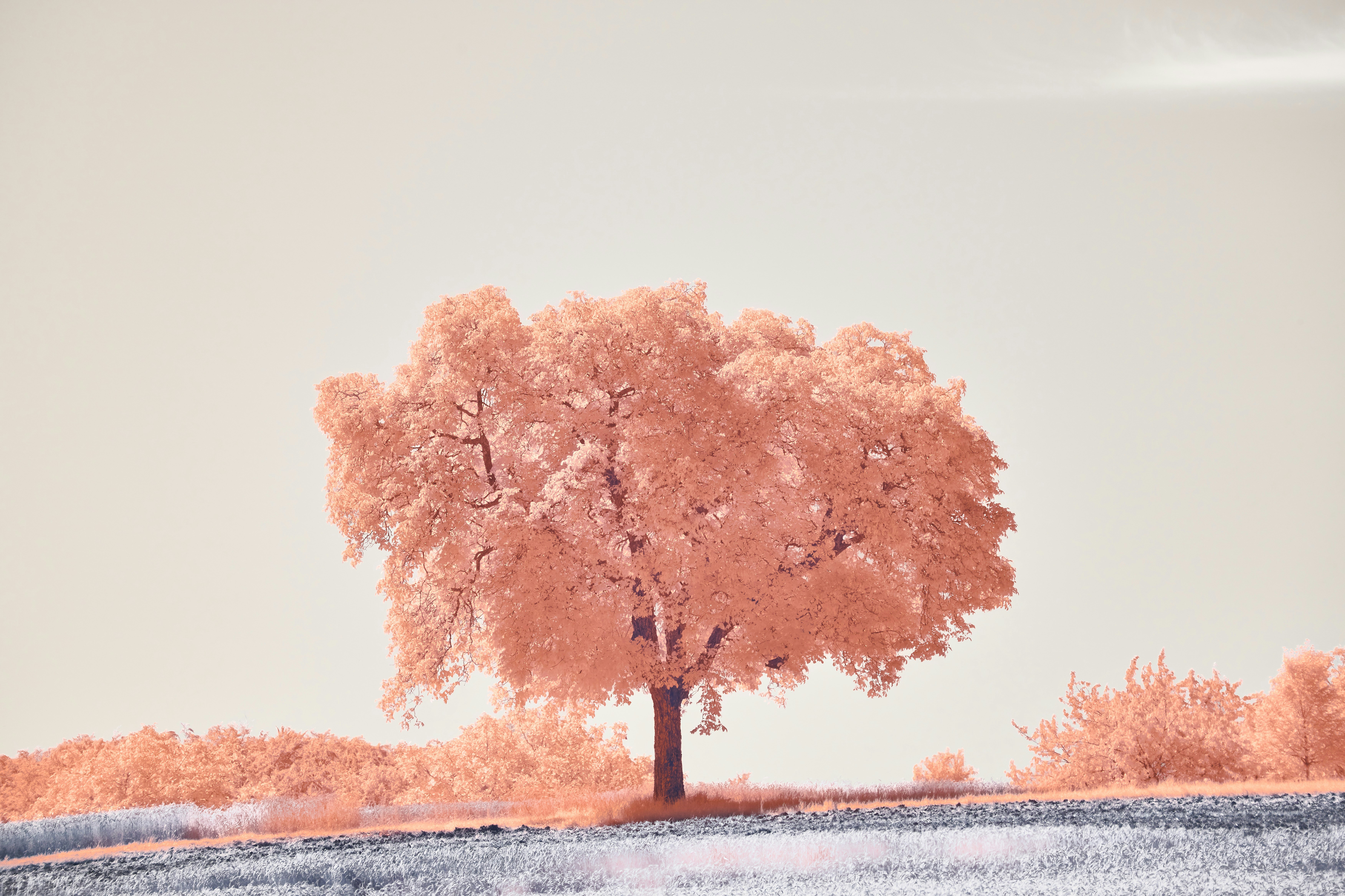 Photo by wolfgang_hasselmann