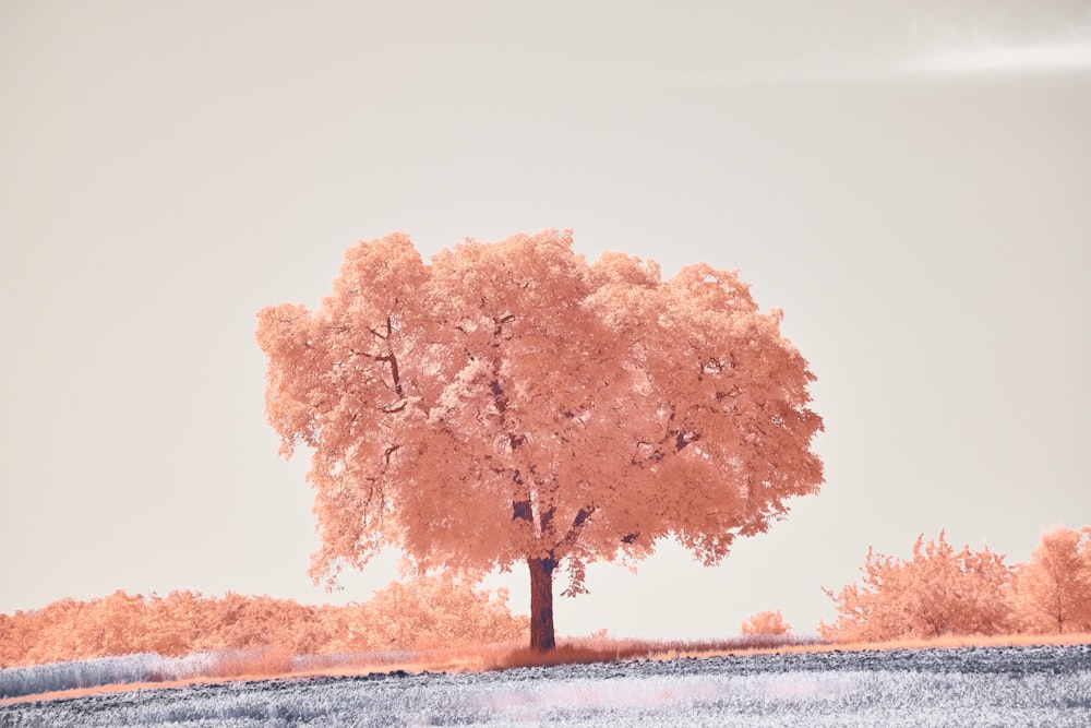 a tree in a field with a sky background