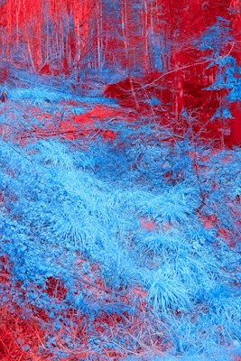 A surreal forest scene with an overlay of red and blue hues, creating a dreamlike and otherworldly atmosphere. Tall trees stretch upwards with branches intermingled, and the ground is covered in dense foliage and grass.