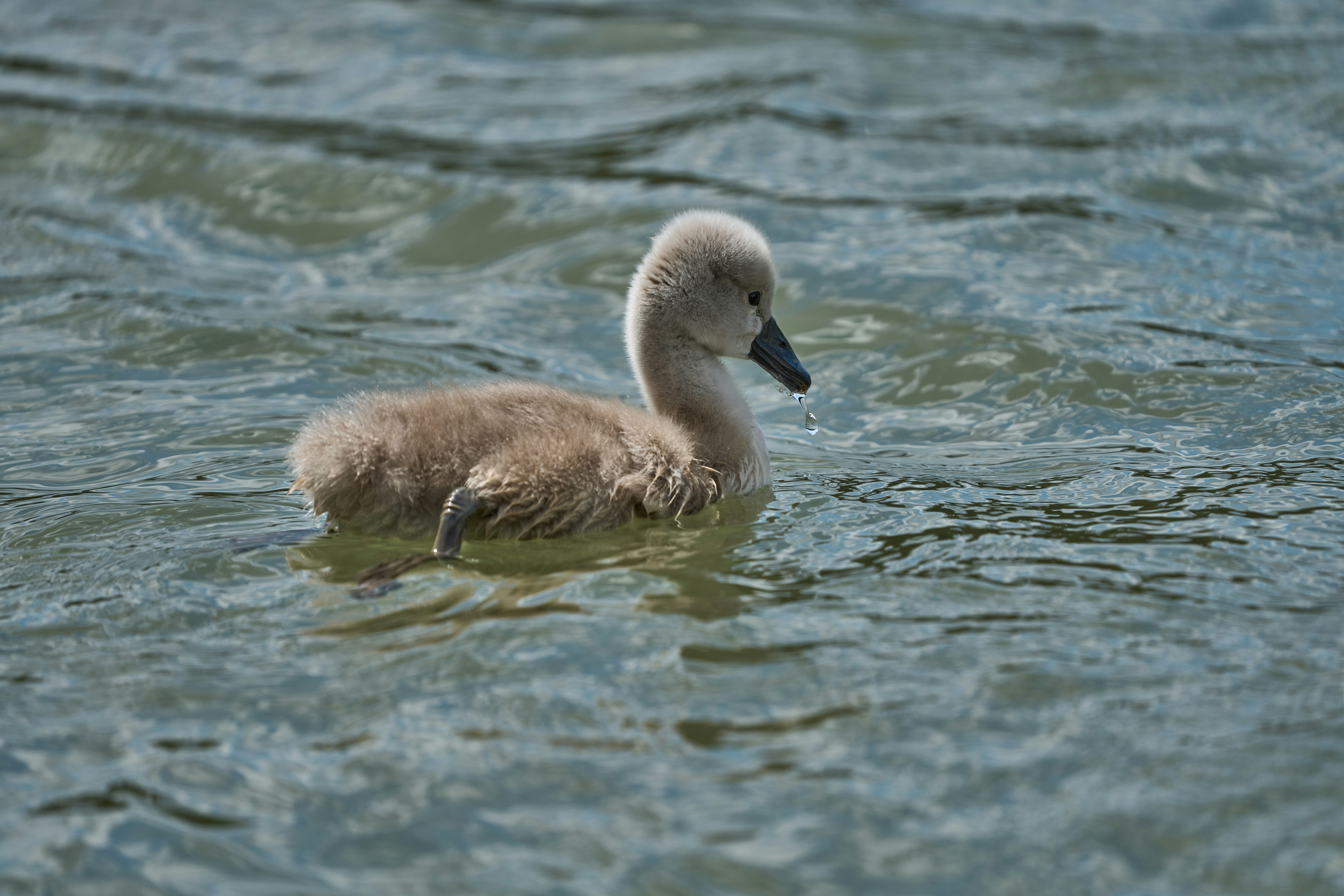 Photo by wolfgang_hasselmann