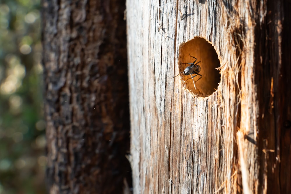 a bug crawling inside of a hole in a tree