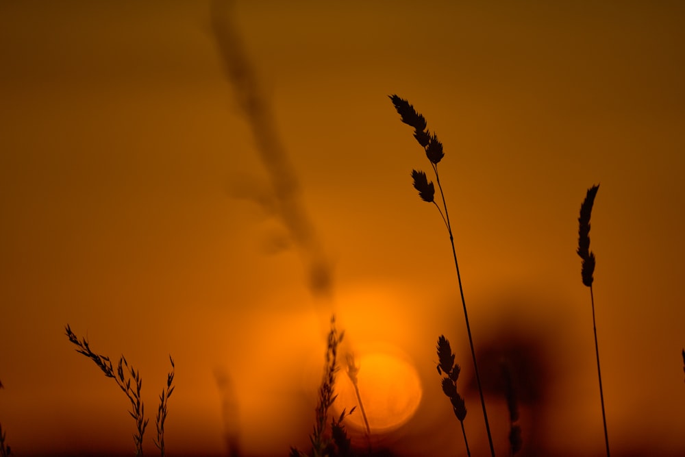 the sun is setting behind some tall grass