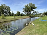 A serene landscape featuring a narrow waterway bordered by lush green grass and tall trees. A group of birds stands at the edge of the water, near a small structure with a blue hose and sprinkler on the grass. Lily pads float on the water, and the sky is clear and blue, adding to the peaceful ambiance of the park setting.