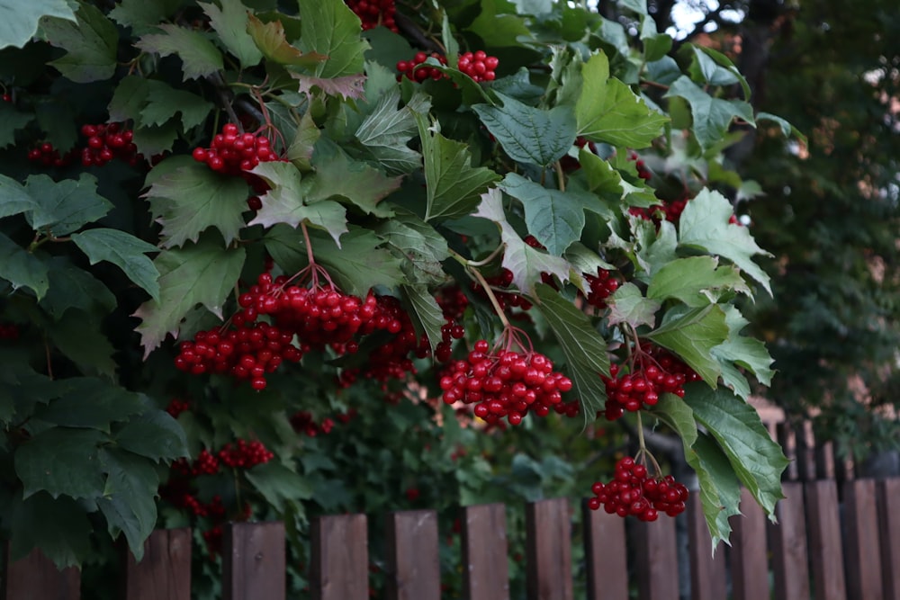 a bunch of red berries hanging from a tree