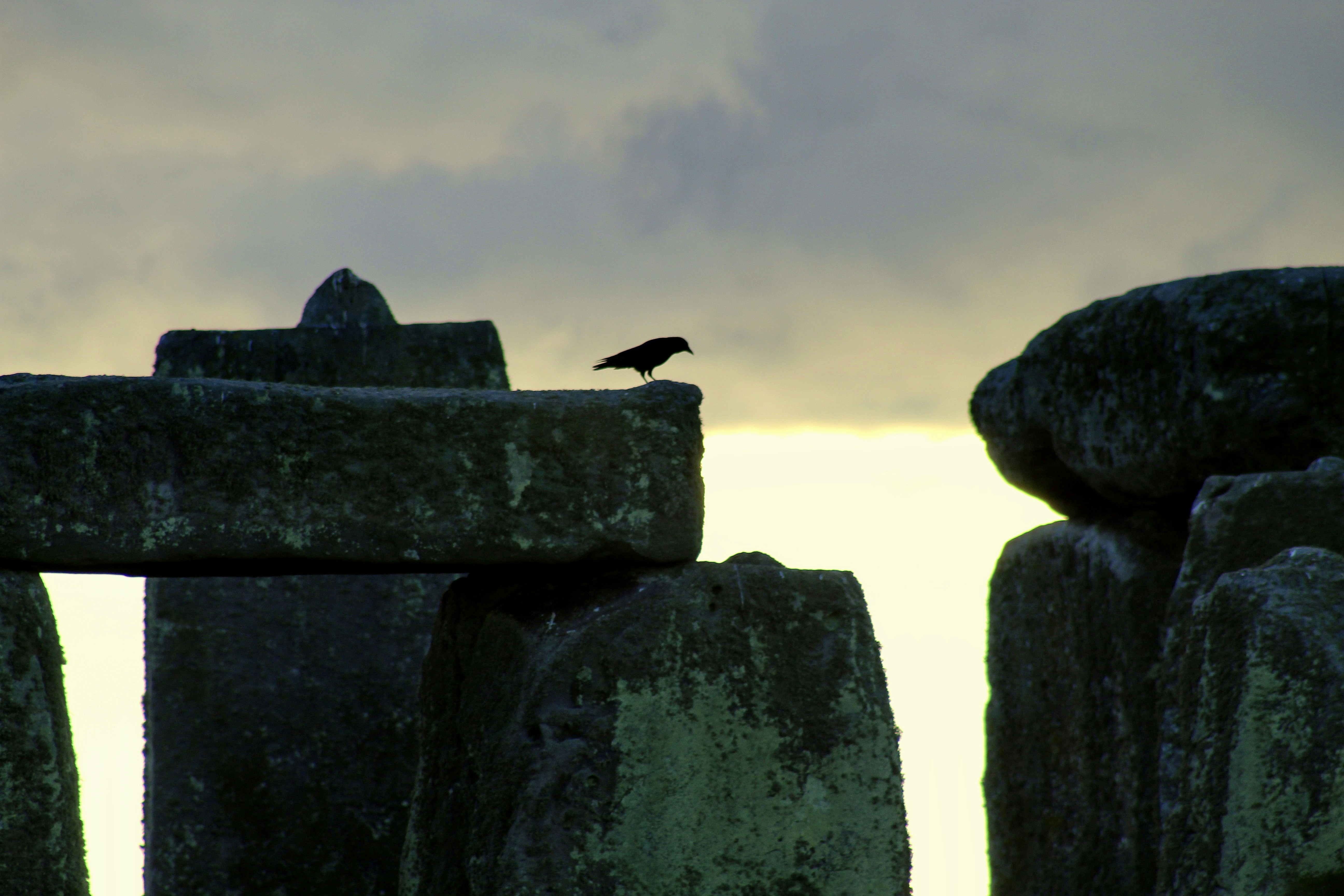 A black bird sitting on top of a stone structure photo – Free Rock ...
