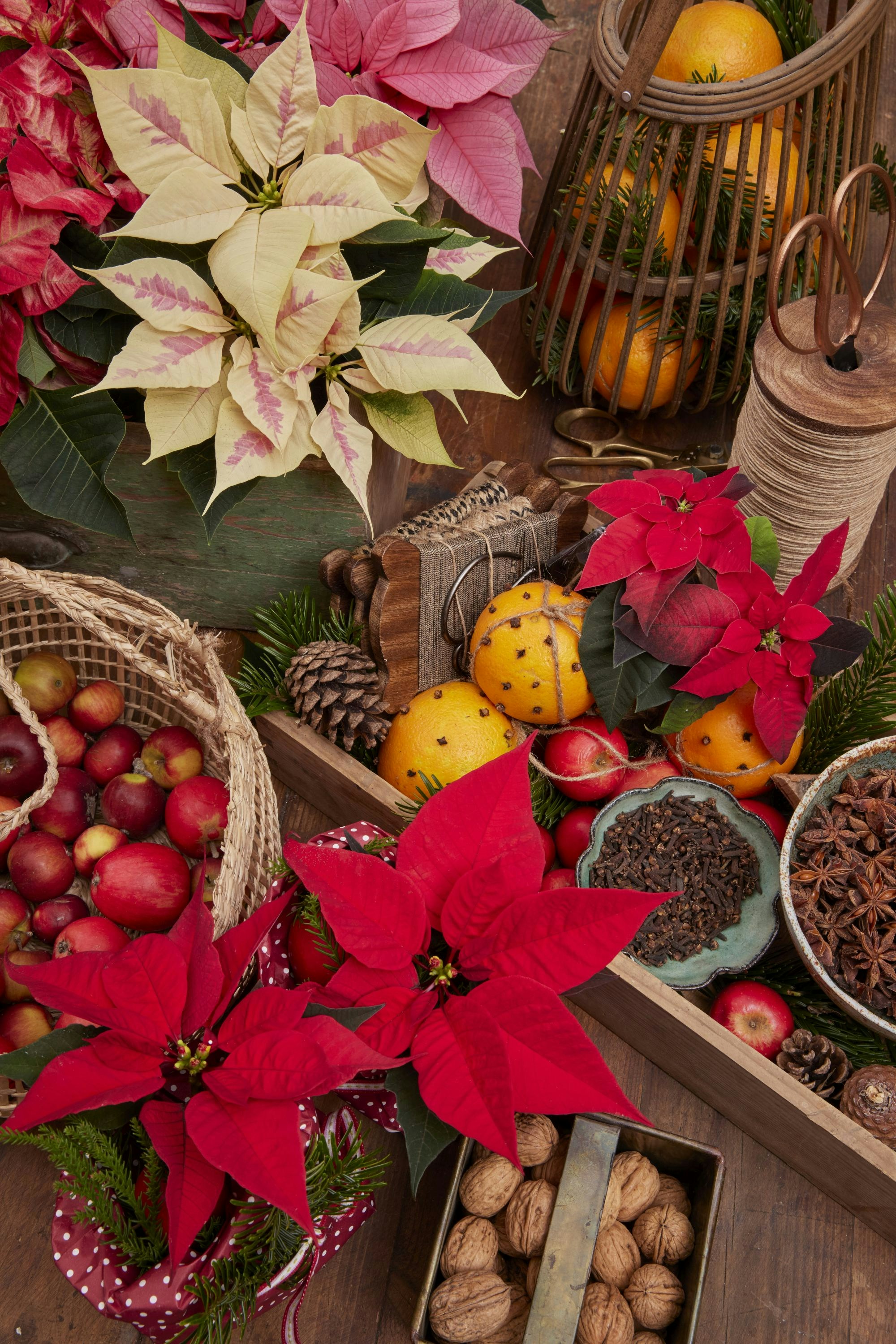 Photo by shaylabruins