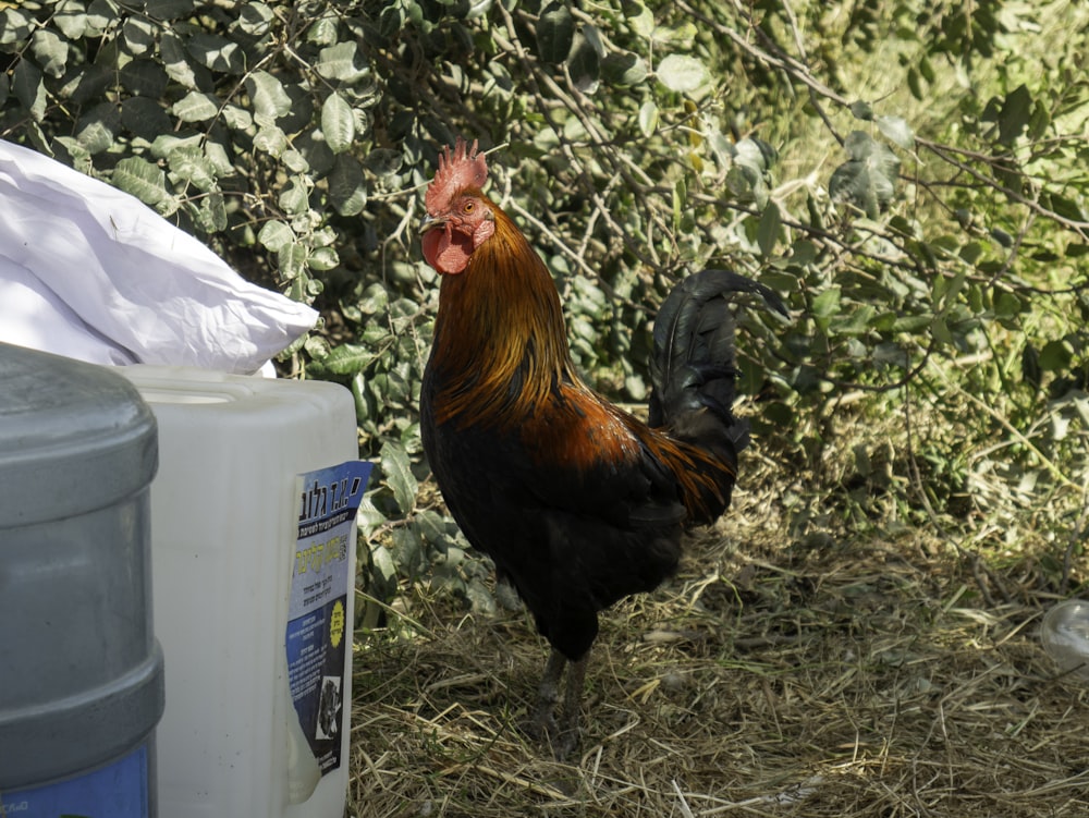 a rooster standing next to a trash can
