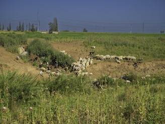 A large flock of sheep grazing on a sloping grassy hillside with patches of green vegetation scattered throughout. In the background, there is a flat landscape with tall trees and a few buildings under a clear blue sky. Overhead power lines stretch across the scene, adding a touch of modern infrastructure to the rural setting.