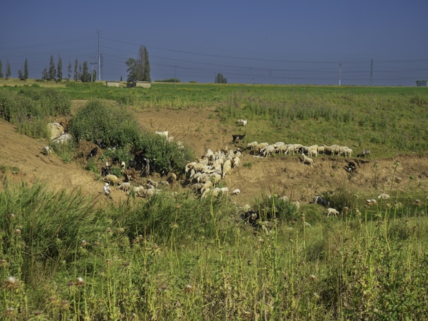 A large flock of sheep grazing on a sloping grassy hillside with patches of green vegetation scattered throughout. In the background, there is a flat landscape with tall trees and a few buildings under a clear blue sky. Overhead power lines stretch across the scene, adding a touch of modern infrastructure to the rural setting.