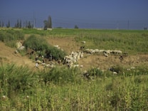 A large flock of sheep grazing on a sloping grassy hillside with patches of green vegetation scattered throughout. In the background, there is a flat landscape with tall trees and a few buildings under a clear blue sky. Overhead power lines stretch across the scene, adding a touch of modern infrastructure to the rural setting.