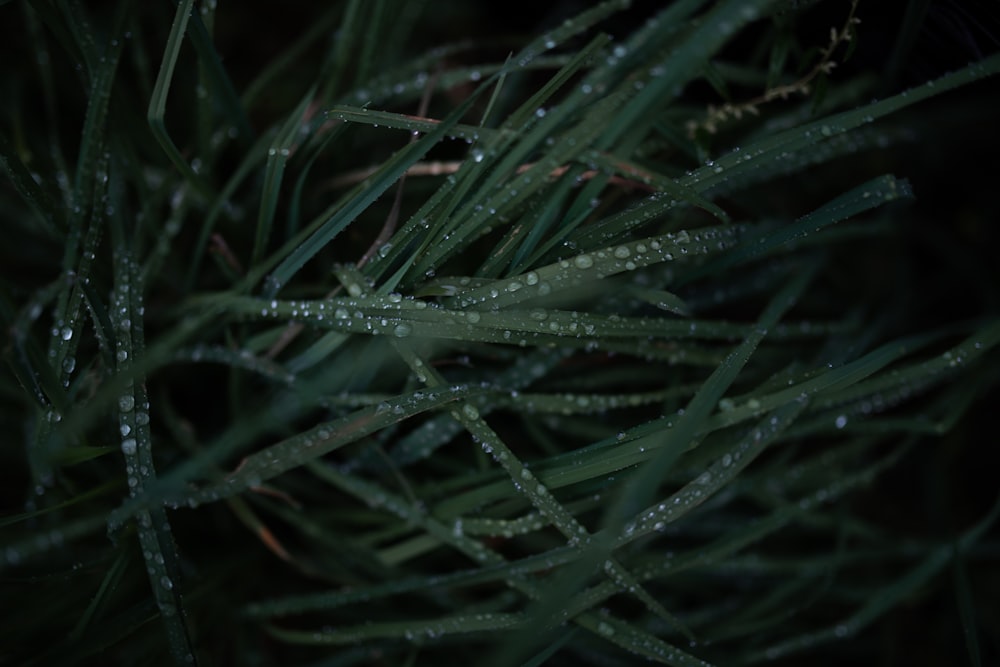 um close up de gotículas de água em uma planta verde