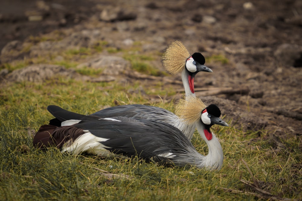 a couple of birds standing on top of a lush green field