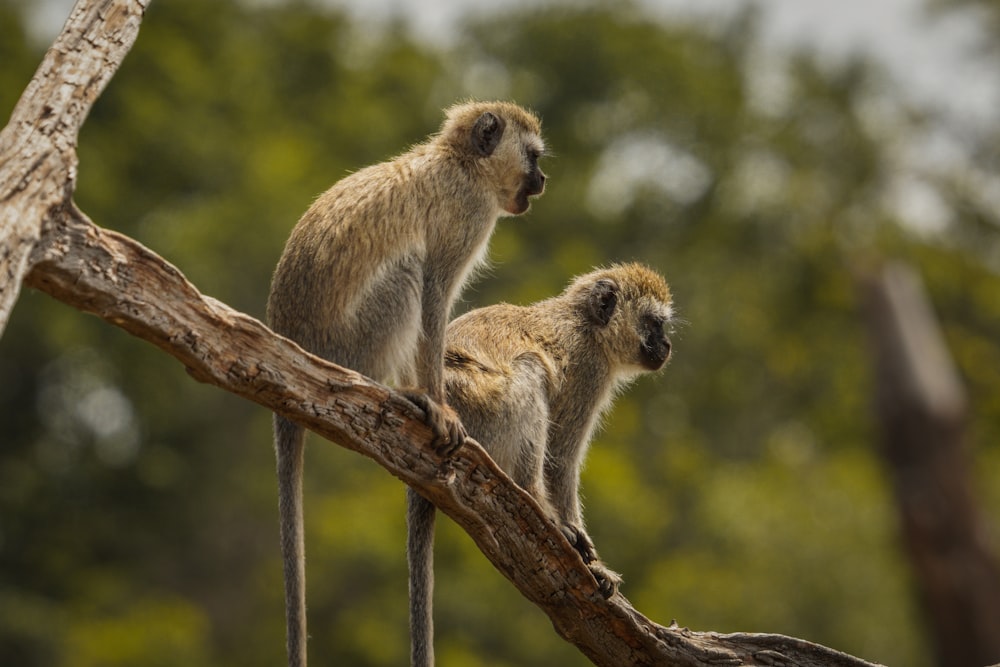Un paio di scimmie sedute sulla cima di un ramo di un albero