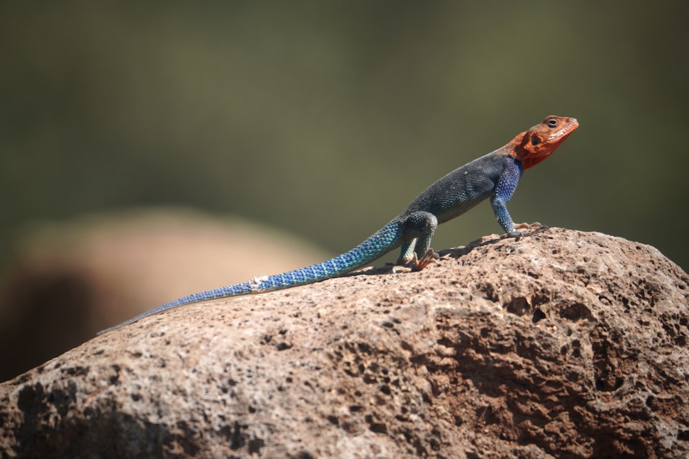 eine blau-orangefarbene Eidechse, die auf einem Felsen sitzt