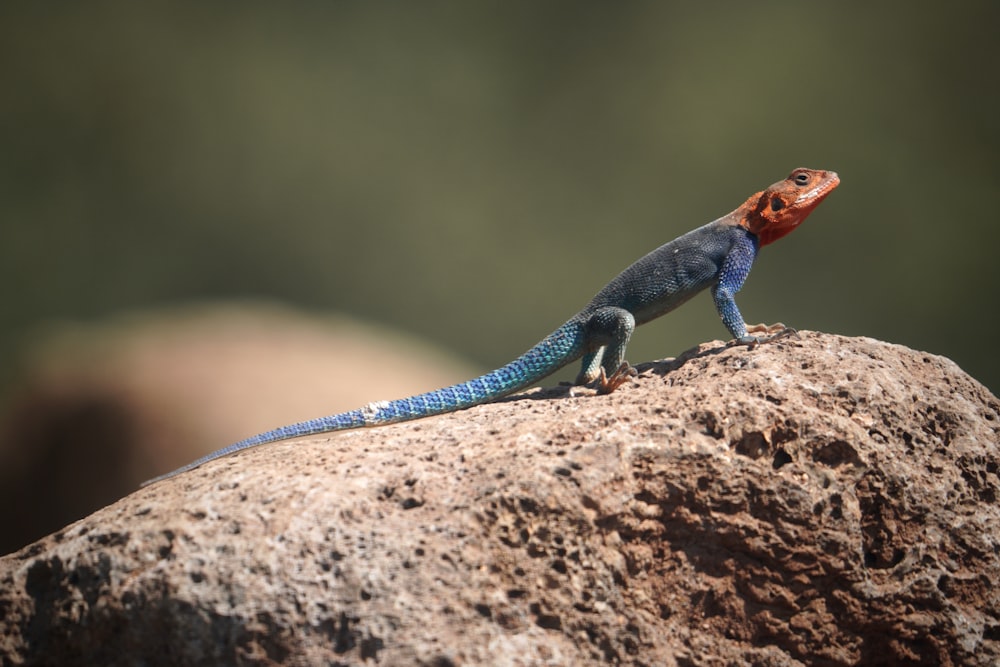 a blue and orange lizard sitting on top of a rock