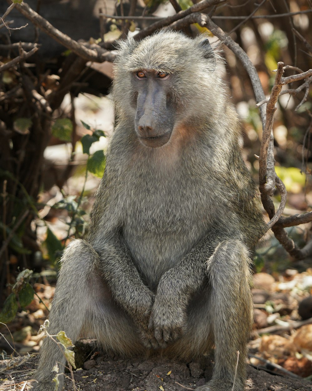 a baboon sitting in the middle of a forest