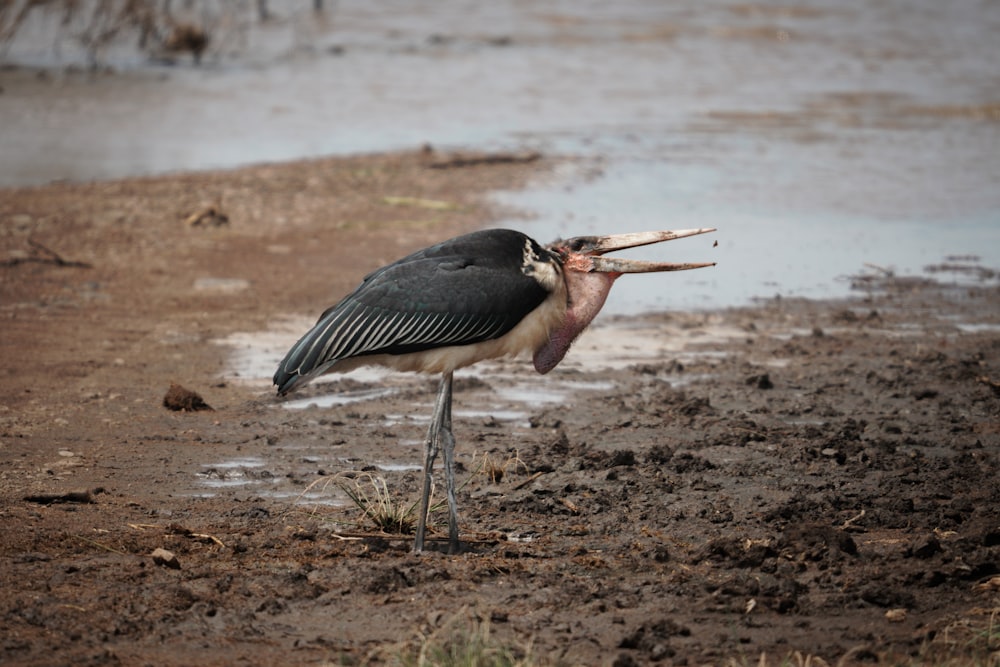 a bird with a fish in it's beak