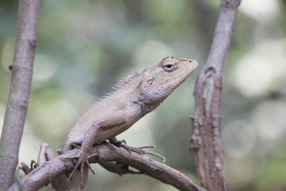a lizard sitting on top of a tree branch