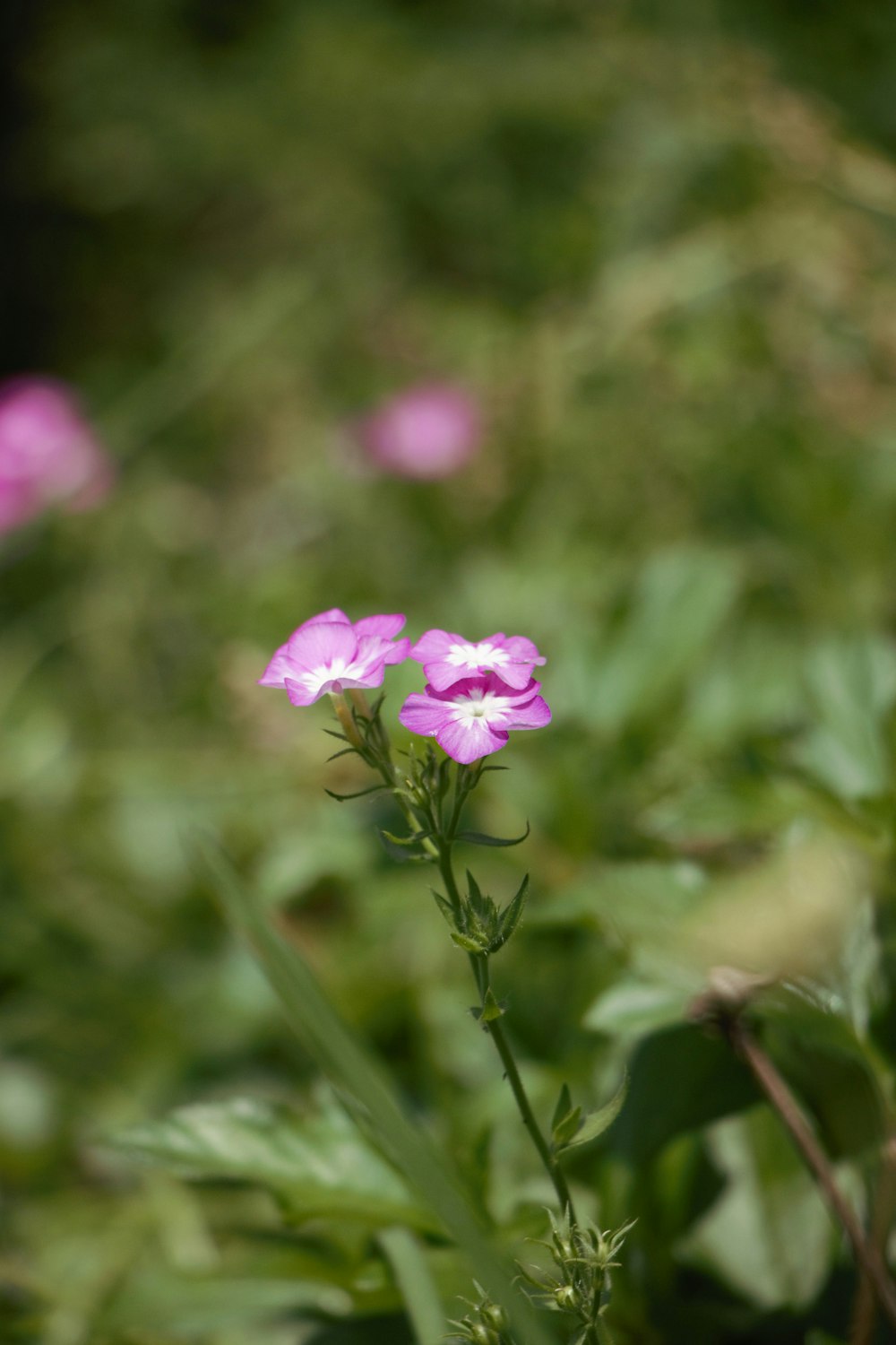 a close up of a pink flower in a field