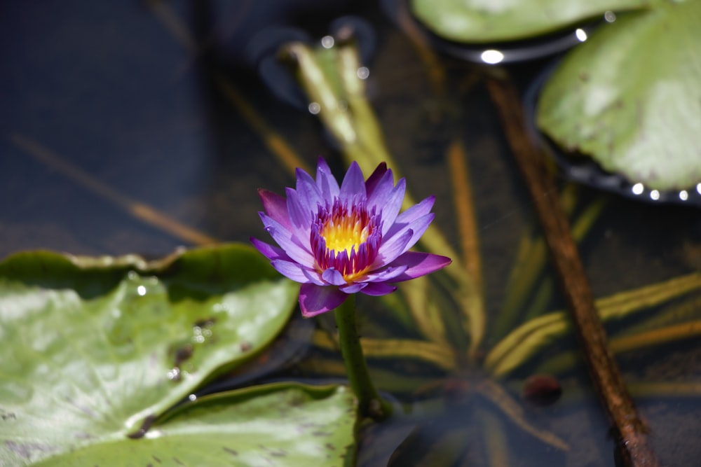 a purple water lily in a pond with lily pads